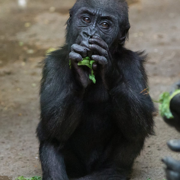 Baby Gorilla