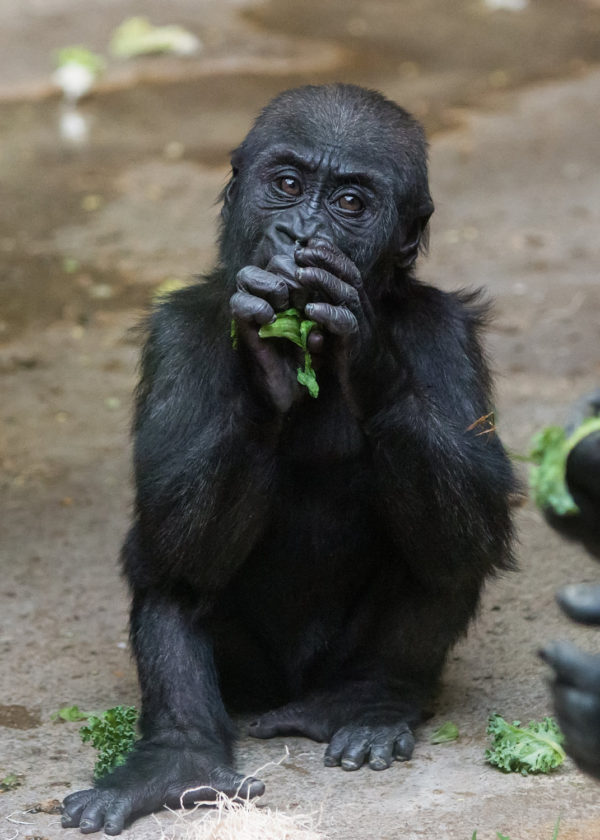 Baby Gorilla